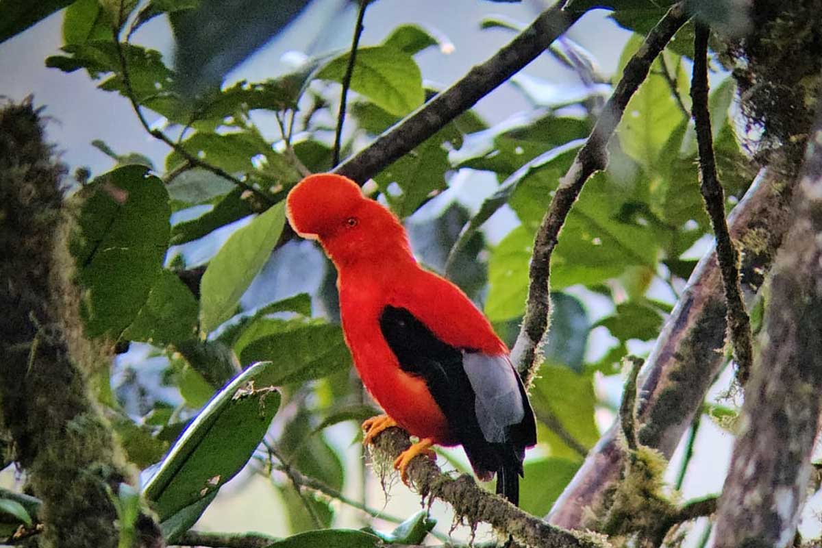 digital nomad traveling family school bird watching